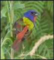 _9SB0166 painted bunting